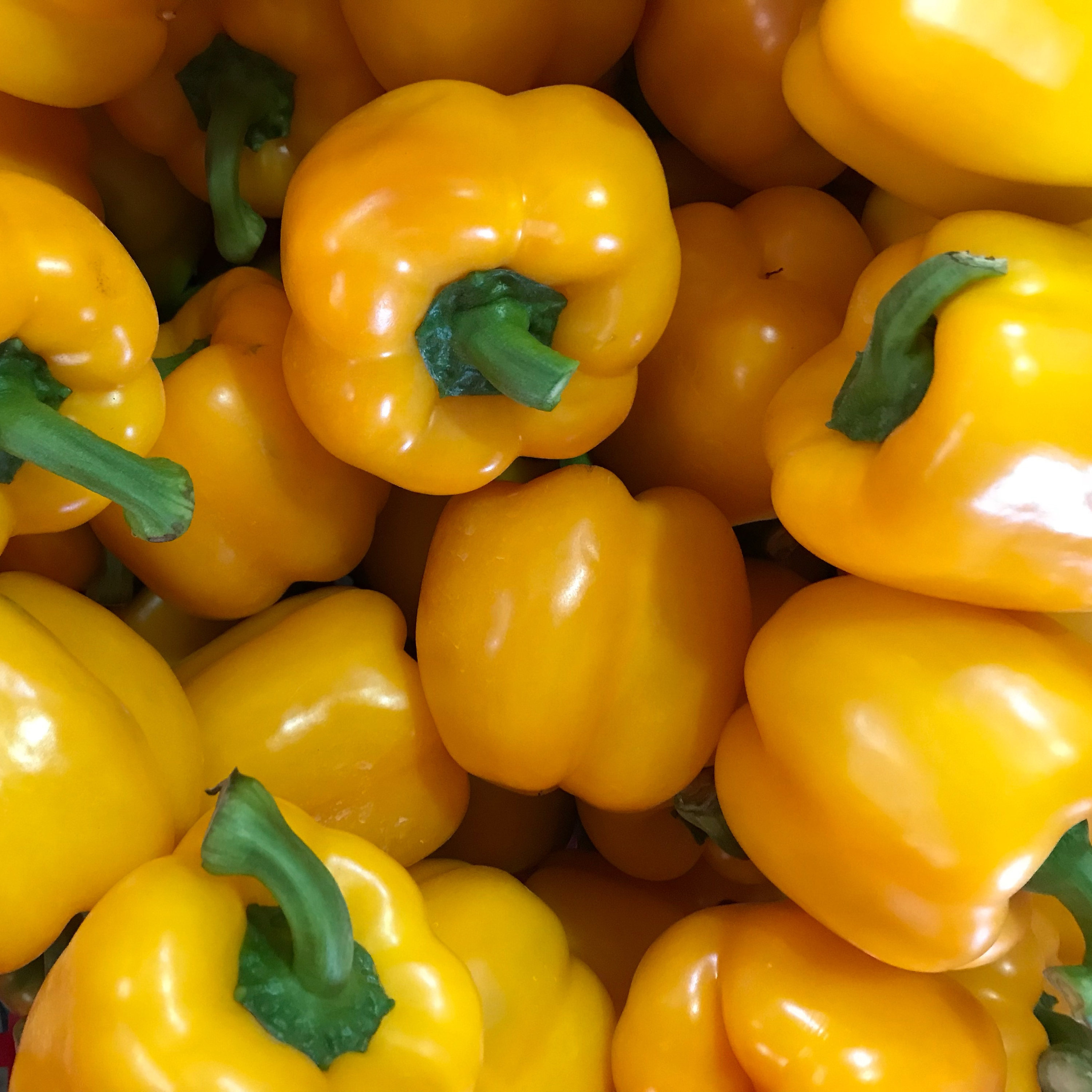 Fresh Organic Capsicum, Yellow green and red-capsicum,Fresh Capsicum Pepper