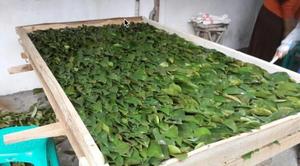 Sachets de thé aux feuilles de corossol, thé aux herbes naturelles, thé à base de plantes, vente en gros, Vietnam - Product Image 2