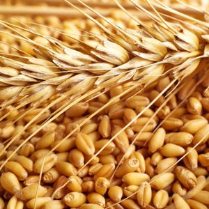 High Quality <b>Wheat</b> Grain From Argentina - Product Image 1