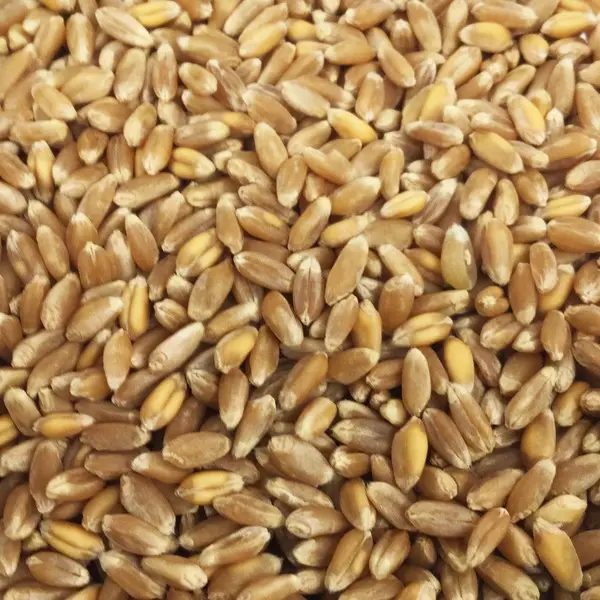 Red Hard Winter Wheat For Sale