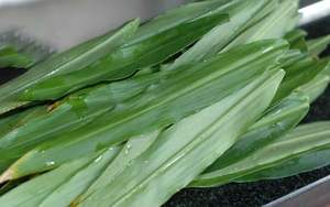 Fertilizante microbiológico natural, la mejor calidad, gran oferta - Product Image 6