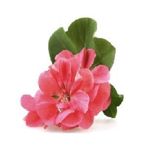 Aceite aromático para Hotel, aceite de fragancia de flor de Geranium 100% puro de larga duración - Product Image 3