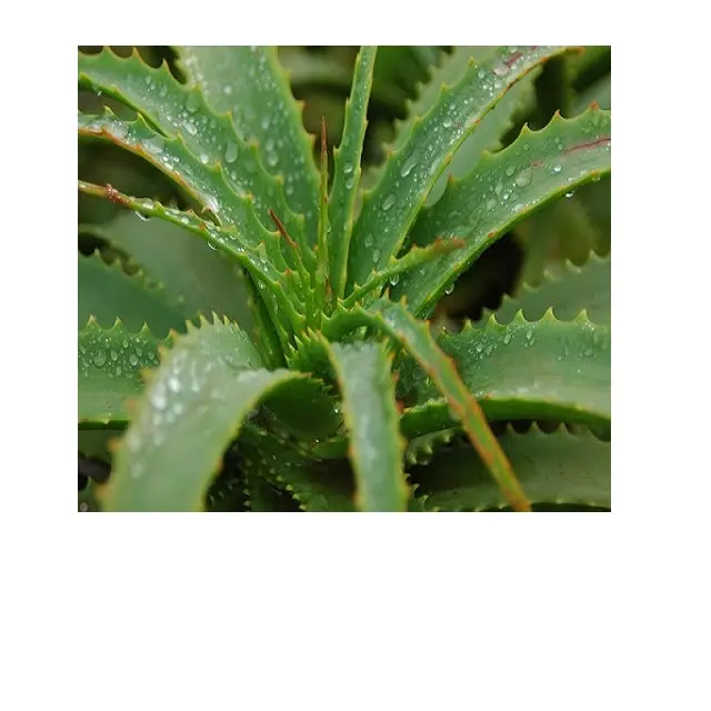 Aloë Vera Leaf - Aloe Barbadensis Verlaat Het Bevat Gezonde Plant