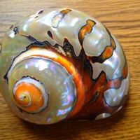Grande coquille décorative/ Décoration d'intérieur naturelle/ Coquille d'escargot géante (Verda_WS +99 Données dorées)