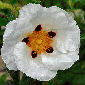 Huile Essentielle de Labdanum (Cistus Ladanifer) 100% Pure et Naturelle, Arbre à Thé, Haute Qualité, Distillée à la Vapeur, Parfum Méditerranéen - Product Image 6