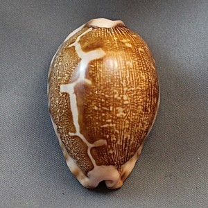 Wholesales Mini Small Golden Cowrie <strong>Shell</strong> in Stock/ Cheap Price tiger Cowrie Seashell Vietnam <strong>Supplier</strong> 99 Gold Data - Product Image 3