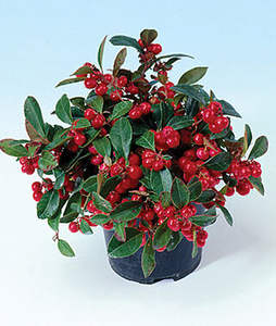 Huile essentielle de Wintergreen certifiée GMP, distillée à la vapeur à partir de feuilles du Népal, huile essentielle pure par Aarnav Global Exports - Product Image 3