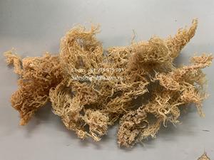 ต้นมอสจากทะเลแห้งไอริชจากเวียดนาม /ms ลิลลี่ + 84 906927736 - Product Image 5