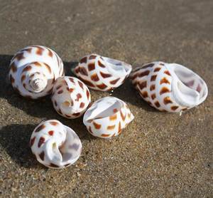 Conchas Marinas Naturales al por Mayor de Vietnam - Product Image 6