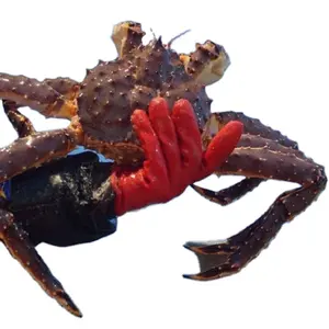Lebende Königs krabbe, norwegische Rote Königs krabbe, Königs krabbe