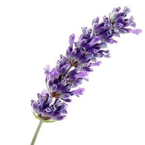 OEM /ODM-hidrosol de lavanda, flor de lavanda, agua - Product Image 2