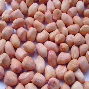 41/51 Kacang Panggang dengan Cangkang Kemasan Baru Kering Kacang Organik Mentah Asli/Kacang Kualitas Terbaik Kacang Kering 21/23