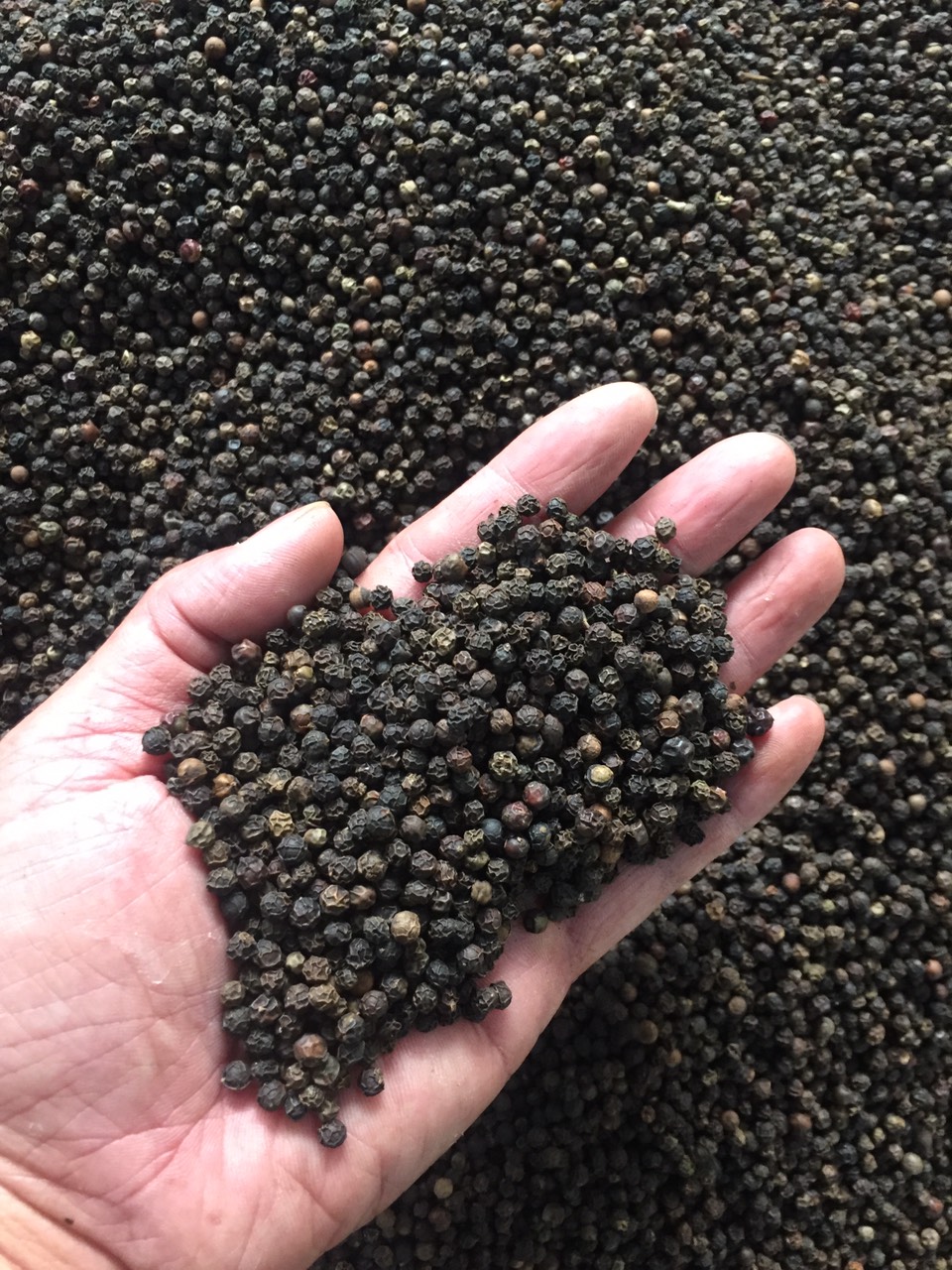 WHATSAP 0084 989 322 607 Vietnam Black White Pepper Spices AD Chilli & Pepper Single Herbs & Spices