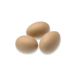 New Product 2022 Plastic Poultry Chicken Egg for Chickens