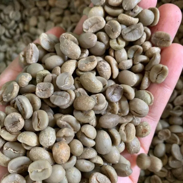 El mejor precio del grano de café Robusta- (+ 84796855283)