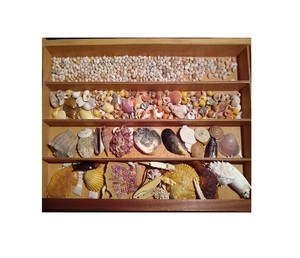 Concha de perla natural, Concha madre de perla procesada, concha de playa mixta, artesanía - Product Image 1