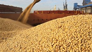 Grado Superior precio competitivo 100% Natural soja orgánica seca amarillo aceite de soja de los precios de los - Product Image 6