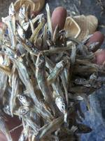 Anchoas Secas de Primera Calidad, Congeladas IQF, Sin Aditivos, a Precio Competitivo - Contacto 0084 989 322 607