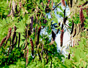 Fructus Gleditschiae de haute qualité (Locustier du Japon/Gleditsia) séché Ms.Laura+84 896 611 913 - Product Image 5