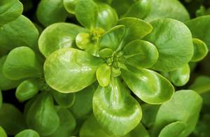 Verdolaga Hecha en Turquía - Product Image 6