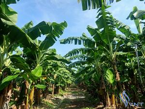 Plátano Cavendish Verde Fresco de Alta Calidad Hecho en Vietnam - Product Image 4