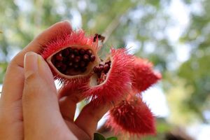 Annatto vietnamien de haute qualité-Prix bon marché/Annatto séché biologique à haute valeur nutritive/Shyn Tran - Product Image 6