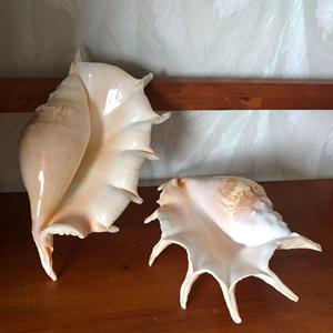 Coquille de cauris géante naturelle polie, toucher réel, forme naturelle, blanc brun tacheté, objet d'art, objet de collection, décoration intérieure - Product Image 3