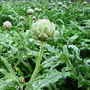 Fleur d'artichaut séchée artichaut frais de haute qualité et au meilleur prix - Product Image 4