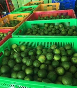 Venta caliente Grado a Origen de limón sin semillas de Vietnam en cartón de 7kg con logotipo/etiqueta personalizada Marca Viet Delta Fresh 2024 Holiday - Product Image 3