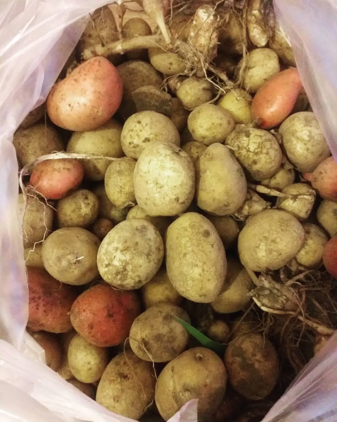 Frischer Kartoffel kartoffel lieferant Afrika Frischer Kartoffel export