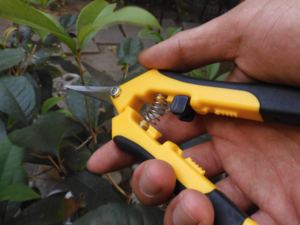 Ciseaux de jardin de sécateur de fruits à main en acier inoxydable professionnels avec verrouillage de sécurité pour la coupe de ciseaux de récolte - Product Image 6