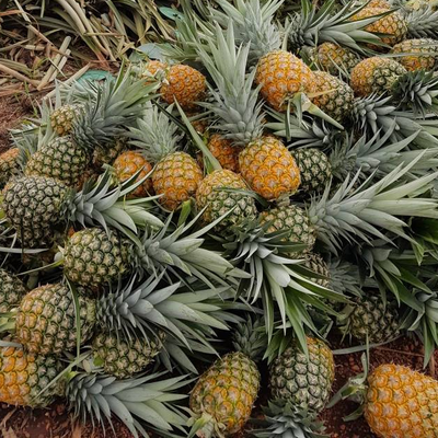 md2 golden pineapple - sweet tropical