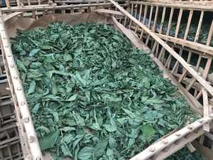 Fabricante Profesional al por Mayor Suministra Hojas Secas de Origanum Marjoram Mulukhiyah Tipo de Procesamiento Crudo Certificado ISO22000 - Product Image 5