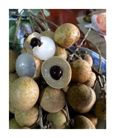 Selling Bos Van Verse Dimocarpus Longan Exotische Fruit Leverancier Uit Vietnam