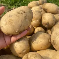 Groothandel Aardappel Aardappel Leverancier Verse Aardappel