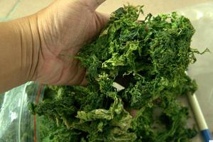 EXTRACTO DE ULVA LACTUCA (ALGA MARINA) VERDE OSCURO DE ALTA CALIDAD / POLVO DE ALGA MARINA DE ALGA LETTUCE 0084817092069 WS - Product Image 3