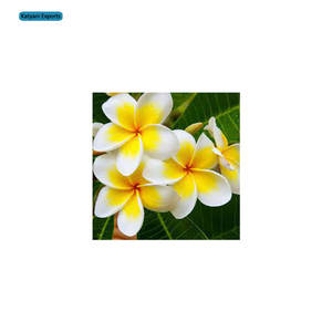 Aceite esencial de Frangipani orgánico puro, experiencia de aromaterapia, venta al por mayor, fabricación confiable a granel y proveedor de exportador indio - Product Image 1