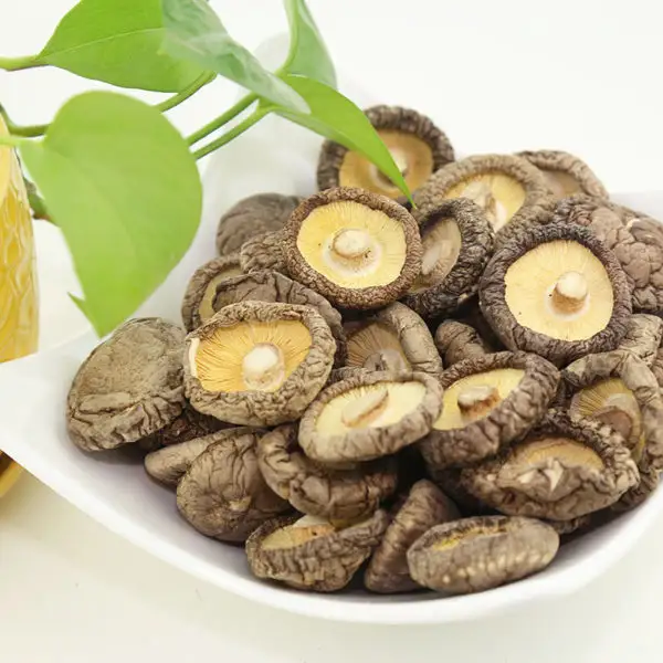 Fungo shiitake essiccato biologico, fungo shiitake naturale al 100% il miglior shiitake essiccato vietnamita-ShinCA HH + 84378398089