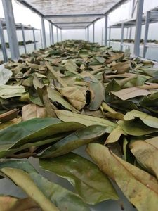 พรีเมี่ยมสำหรับ0892แห้งใบทุเรียนเทศ (กราวิโอลา) Axel + 84 38 776 - Product Image 3