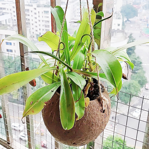 Maceta colgante de concha de coco de Vietnam - Product Image 1