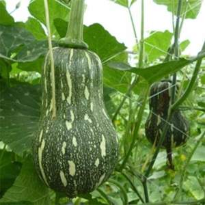 Chips de citrouille bio FRESH PUMPKIN de la meilleure qualité au Vietnam - Product Image 4