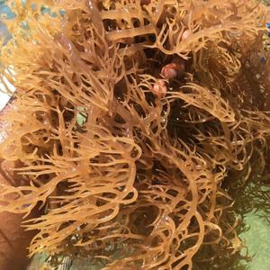 Colorido musgo de mar/mariscos/blanco seco algas/irlandés musgo de mar COTTONII para hacer gel - Product Image 2