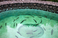 Aliment probiotique pour une flore intestinale saine chez les crevettes et les crevettes de mer