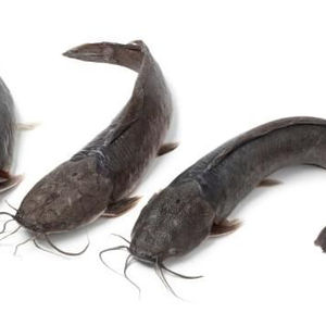 fresh frozen indonesian catfish/bullhead