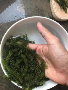 องุ่นทะเลสด/สาหร่ายสารอาหารคุณภาพสูง (ms.lima) - Product Image 3