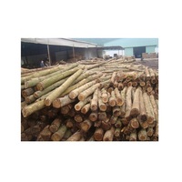 Vente en gros de grume en bois d'acacia 100% naturel bon marché du Vietnam bonne qualité à faible taxe usine directe
