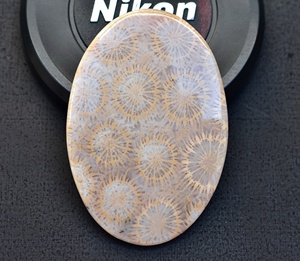 ฟอสซิลอัญมณีปะการัง Cabochon ขายส่งฟอสซิลหินอัญมณีหลวมสำหรับเครื่องประดับ - Product Image 1