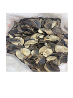 Coquillage Murex, coquille d'opéra/coquille d'opéra/coquillage moins cher 99GD