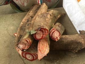 ซาร์เจนโทดักซ์กา คูเนอาต้า มิลเลต์เซีย เรติคูลาต้า เบนท์ คาลิส สปาโธโลบี ซูเบอร์เอคติ 0084947900124 - Product Image 3