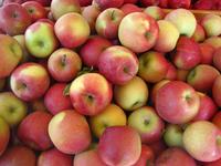 Zoete Knapperige Zoete Verse Biologische Premium Rode Royal Gala Appels 8,5kg Zuid-Afrika Groothandel
